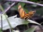 Day02 - 18 * Butterfly